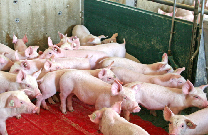 Schweineställe - Schweinestall - WOLF Systembau